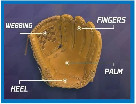 Parts of a Baseball Glove